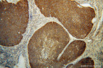 COQ9 Antibody in Immunohistochemistry (Paraffin) (IHC (P))