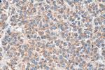 COQ9 Antibody in Immunohistochemistry (Paraffin) (IHC (P))