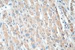 COQ9 Antibody in Immunohistochemistry (Paraffin) (IHC (P))