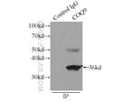 COQ9 Antibody in Immunoprecipitation (IP)