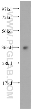 COQ9 Antibody in Western Blot (WB)