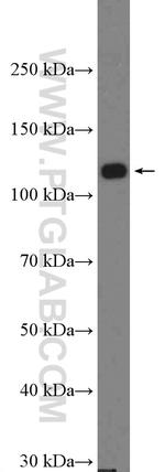 DAAM1 Antibody in Western Blot (WB)