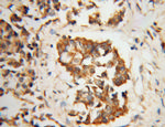 DHODH Antibody in Immunohistochemistry (Paraffin) (IHC (P))