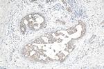 DHODH Antibody in Immunohistochemistry (Paraffin) (IHC (P))