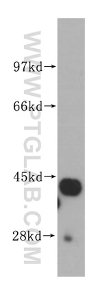 DHODH Antibody in Western Blot (WB)