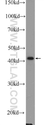 DHODH Antibody in Western Blot (WB)