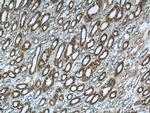 VIPR1 Antibody in Immunohistochemistry (Paraffin) (IHC (P))