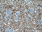 VIPR1 Antibody in Immunohistochemistry (Paraffin) (IHC (P))