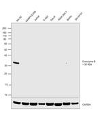 Granzyme B Antibody in Western Blot (WB)