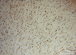 GRP75 Antibody in Immunohistochemistry (Paraffin) (IHC (P))