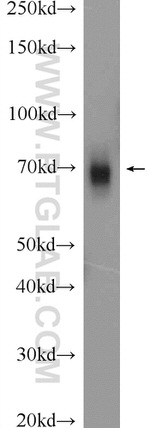 GRP75 Antibody in Western Blot (WB)