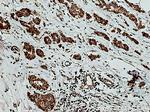 GRP75 Antibody in Immunohistochemistry (Paraffin) (IHC (P))