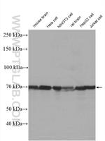 GRP75 Antibody in Western Blot (WB)