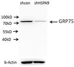 GRP75 Antibody in Western Blot (WB)