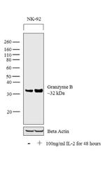 Granzyme B Antibody