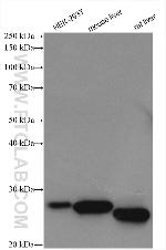 GSTZ1 Antibody in Western Blot (WB)