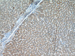 PCK2 Antibody in Immunohistochemistry (Paraffin) (IHC (P))