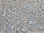 ATP5D Antibody in Immunohistochemistry (Paraffin) (IHC (P))