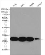 ATP5D Antibody in Western Blot (WB)