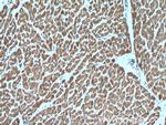 RBX1 Antibody in Immunohistochemistry (Paraffin) (IHC (P))