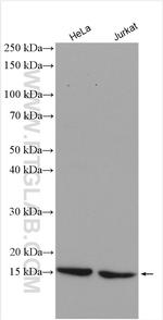 RBX1 Antibody in Western Blot (WB)