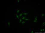 RRP1 Antibody in Immunocytochemistry (ICC/IF)