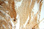 NAP1L1 Antibody in Immunohistochemistry (Paraffin) (IHC (P))