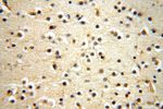 NAP1L1 Antibody in Immunohistochemistry (Paraffin) (IHC (P))