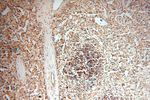 NAP1L1 Antibody in Immunohistochemistry (Paraffin) (IHC (P))