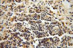 NAP1L1 Antibody in Immunohistochemistry (Paraffin) (IHC (P))