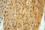 NAP1L1 Antibody in Immunohistochemistry (Paraffin) (IHC (P))