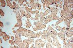 NAP1L1 Antibody in Immunohistochemistry (Paraffin) (IHC (P))