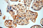 NAP1L1 Antibody in Immunohistochemistry (Paraffin) (IHC (P))