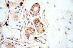 NAP1L1 Antibody in Immunohistochemistry (Paraffin) (IHC (P))