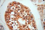 NAP1L1 Antibody in Immunohistochemistry (Paraffin) (IHC (P))