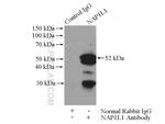 NAP1L1 Antibody in Immunoprecipitation (IP)