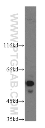 NAP1L1 Antibody in Western Blot (WB)