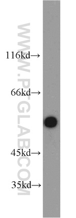 PSMD4 Antibody in Western Blot (WB)