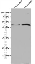 AARSD1 Antibody in Western Blot (WB)