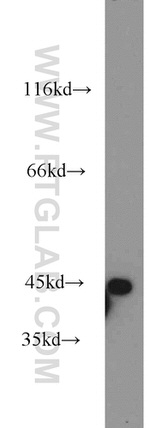 AARSD1 Antibody in Western Blot (WB)