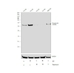 Phospho-S6 (Ser235, Ser236) Antibody