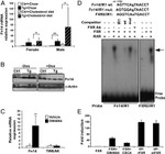 CD266 (TWEAK Receptor) Antibody in Western Blot (WB)