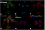 CD282 (TLR2) Antibody