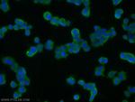 SNAP25 Antibody in Immunocytochemistry (ICC/IF)