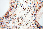 PSME3 Antibody in Immunohistochemistry (Paraffin) (IHC (P))