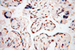 PSME3 Antibody in Immunohistochemistry (Paraffin) (IHC (P))