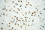 PSME3 Antibody in Immunohistochemistry (Paraffin) (IHC (P))