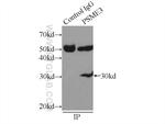 PSME3 Antibody in Immunoprecipitation (IP)