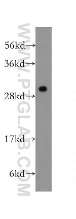 PSME3 Antibody in Western Blot (WB)