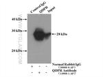 QDPR Antibody in Immunoprecipitation (IP)